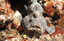 Sipadan_2015_Poisson grenouille_Antennaire geant_Antennarius commerson_IMG_2709_rc